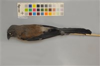 藏品(樹鵲)的圖片